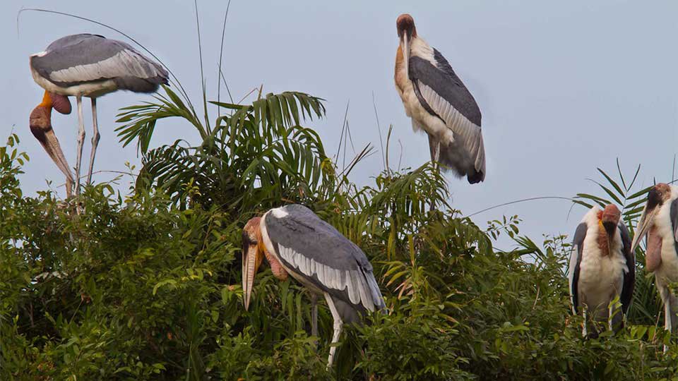 attraction-Prek Toal Battambang Bird Sanctuary.jpg